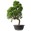 Juniperus chinensis Kishu, 52,5 cm, ± 15 jaar oud