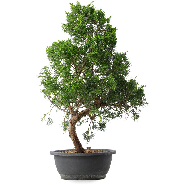 Juniperus chinensis Kishu, 50,5 cm, ± 15 jaar oud