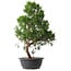 Juniperus chinensis Kishu, 50,5 cm, ± 15 anni