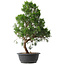 Juniperus chinensis Kishu, 50,5 cm, ± 15 jaar oud