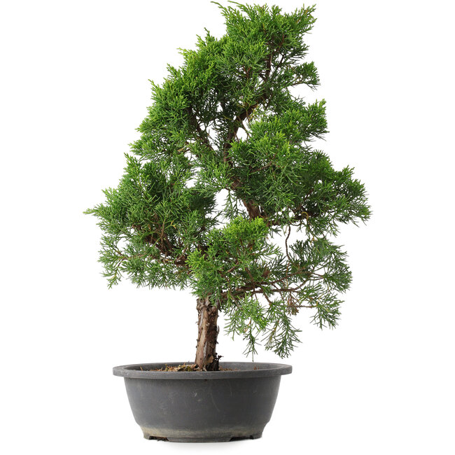 Juniperus chinensis Kishu, 48 cm, ± 15 años