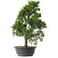 Juniperus chinensis Kishu, 48 cm, ± 15 anni