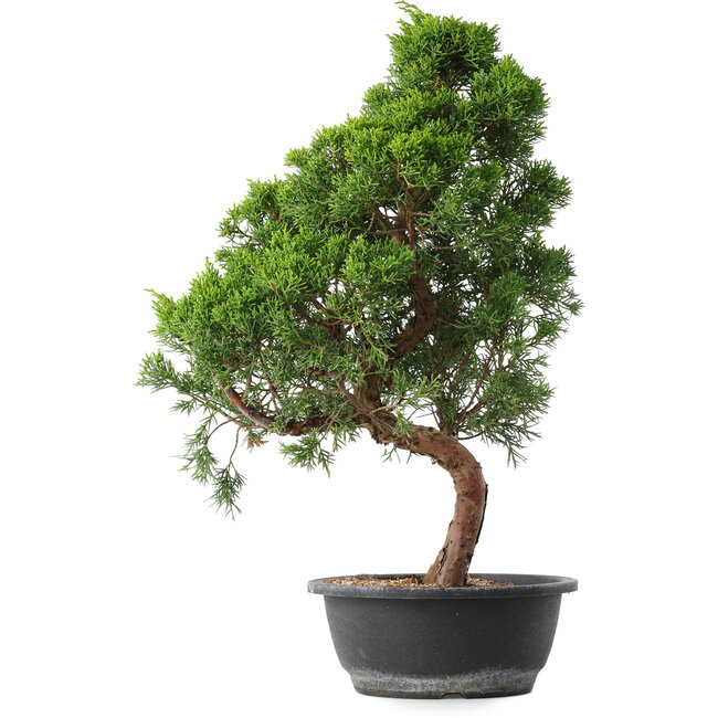 Juniperus chinensis Kishu, 52,5 cm, ± 15 jaar oud