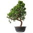 Juniperus chinensis Kishu, 52,5 cm, ± 15 anni