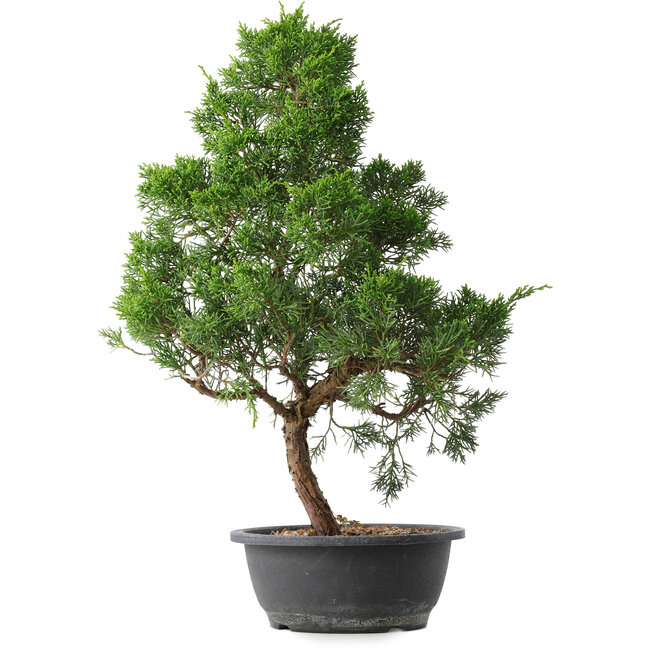 Juniperus chinensis Kishu, 50,5 cm, ± 15 jaar oud