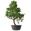 Juniperus chinensis Kishu, 50,5 cm, ± 15 jaar oud