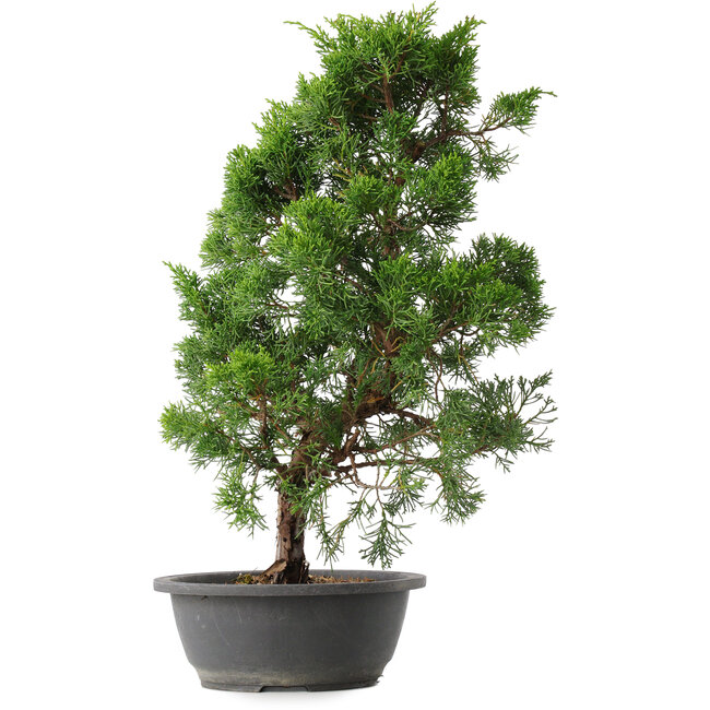 Juniperus chinensis Kishu, 48 cm, ± 15 años