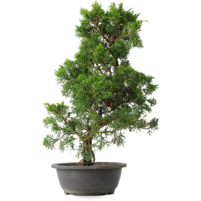Juniperus chinensis Kishu, 48 cm, ± 15 anni
