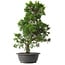 Juniperus chinensis Kishu, 48 cm, ± 15 anni