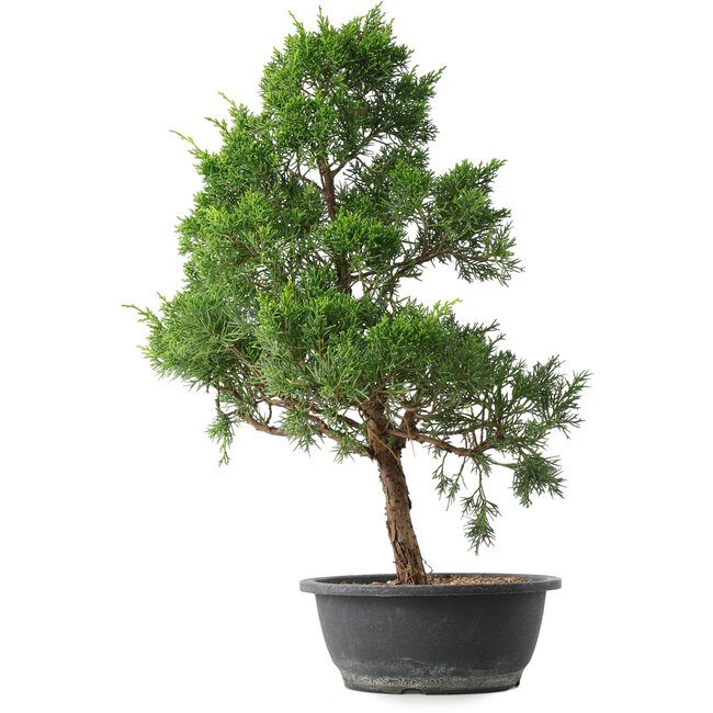 Juniperus chinensis Kishu, 50,5 cm, ± 15 jaar oud