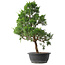 Juniperus chinensis Kishu, 50,5 cm, ± 15 jaar oud