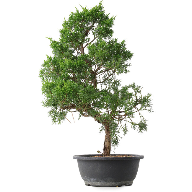 Juniperus chinensis Kishu, 50,5 cm, ± 15 jaar oud