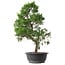 Juniperus chinensis Kishu, 50,5 cm, ± 15 anni