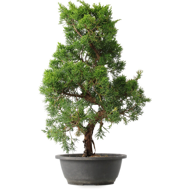Juniperus chinensis Kishu, 48 cm, ± 15 years old
