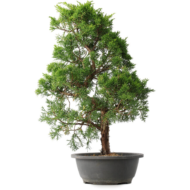 Juniperus chinensis Kishu, 48 cm, ± 15 years old