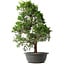 Juniperus chinensis Kishu, 48 cm, ± 15 anni