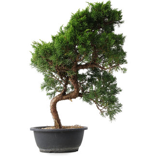 Juniperus chinensis Kishu, 52 cm, ± 15 años