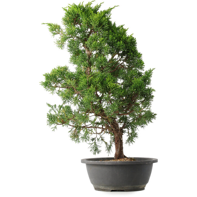 Juniperus chinensis Kishu, 48 cm, ± 15 ans