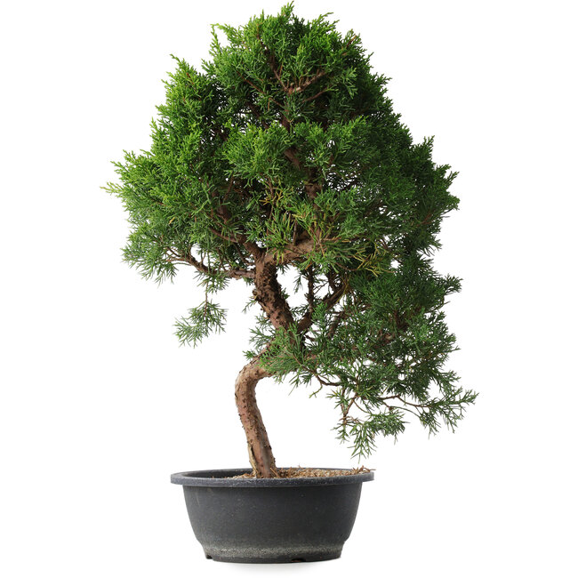 Juniperus chinensis Kishu, 52 cm, ± 15 years old