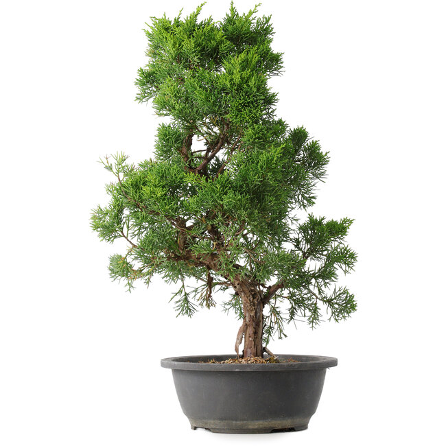 Juniperus chinensis Kishu, 48 cm, ± 15 anni