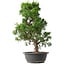 Juniperus chinensis Kishu, 48 cm, ± 15 anni