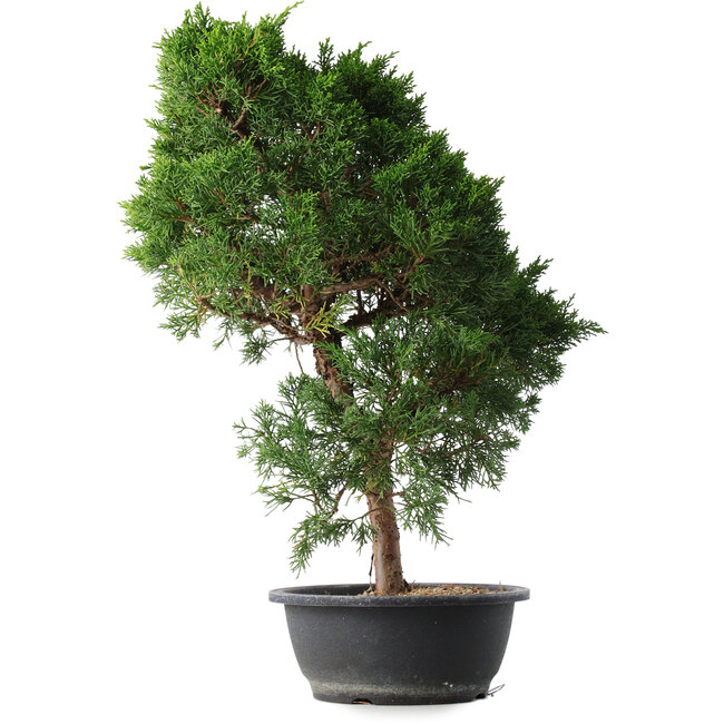 Juniperus chinensis Kishu, 52 cm, ± 15 ans