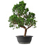 Juniperus chinensis Kishu, 51,5 cm, ± 15 jaar oud