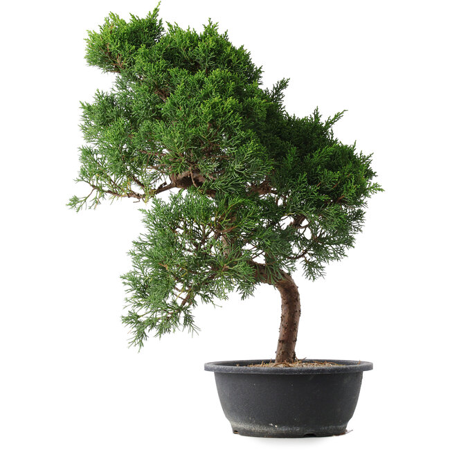 Juniperus chinensis Kishu, 52 cm, ± 15 Jahre alt