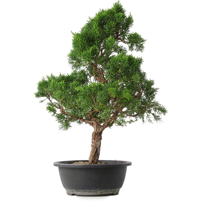 Juniperus chinensis Kishu, 51,5 cm, ± 15 ans