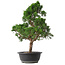 Juniperus chinensis Kishu, 51,5 cm, ± 15 jaar oud