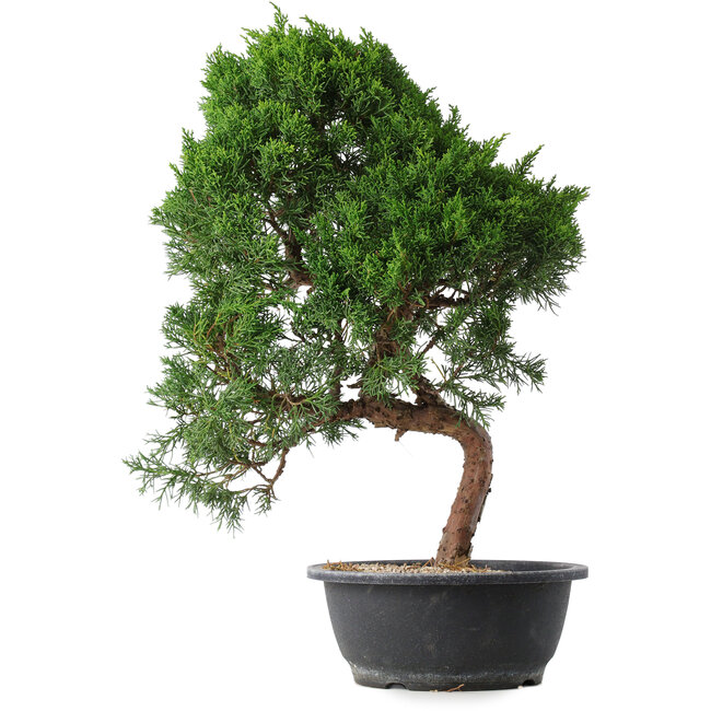 Juniperus chinensis Kishu, 52 cm, ± 15 years old