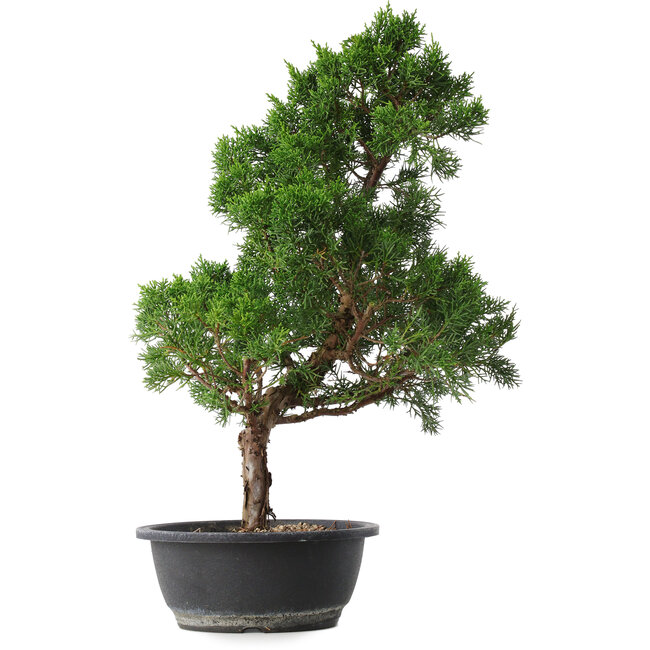 Juniperus chinensis Kishu, 51,5 cm, ± 15 years old