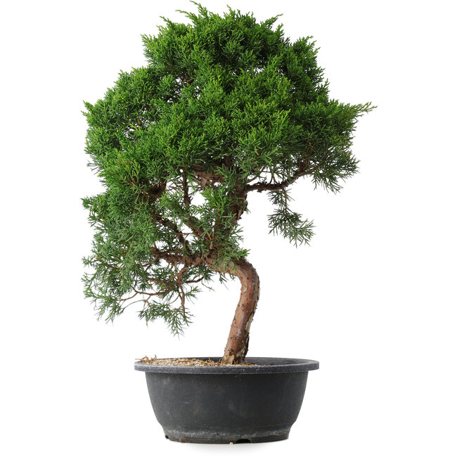 Juniperus chinensis Kishu, 52 cm, ± 15 jaar oud