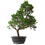 Juniperus chinensis Kishu, 51,5 cm, ± 15 jaar oud