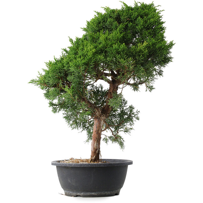 Juniperus chinensis Kishu, 52 cm, ± 15 años