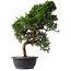 Juniperus chinensis Kishu, 52 cm, ± 15 jaar oud