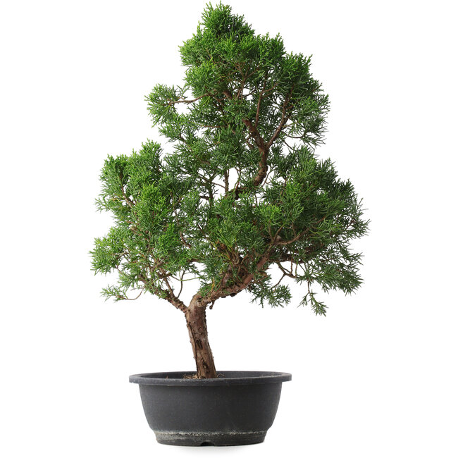 Juniperus chinensis Kishu, 51,5 cm, ± 15 ans