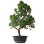 Juniperus chinensis Kishu, 51,5 cm, ± 15 jaar oud