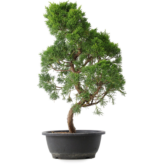 Juniperus chinensis Kishu, 50 cm, ± 15 anni