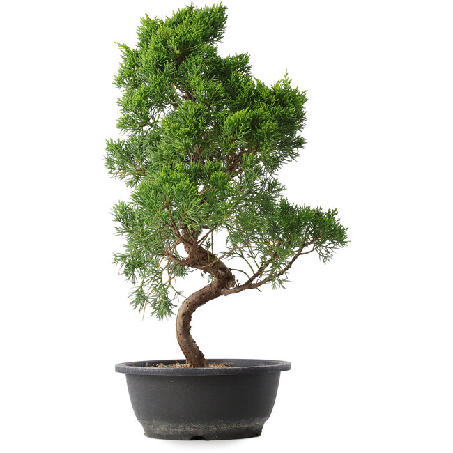 Juniperus chinensis Kishu, 50 cm, ± 15 years old