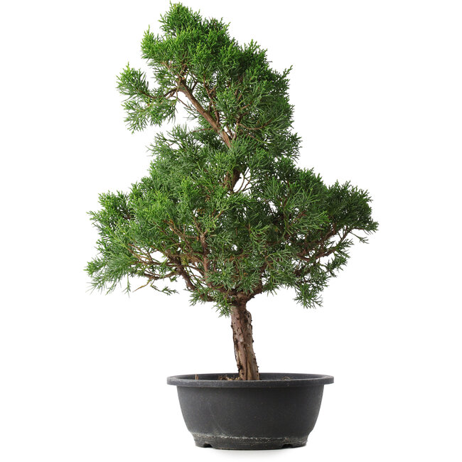 Juniperus chinensis Kishu, 51,5 cm, ± 15 ans