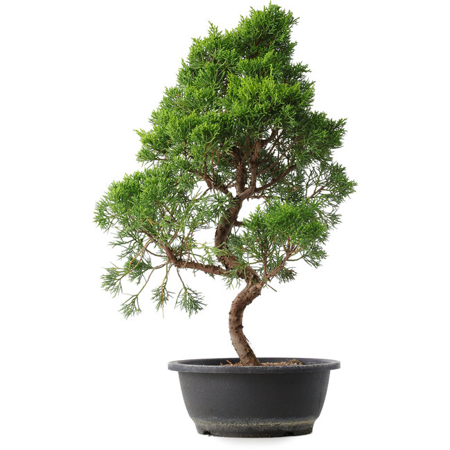 Juniperus chinensis Kishu, 50 cm, ± 15 years old