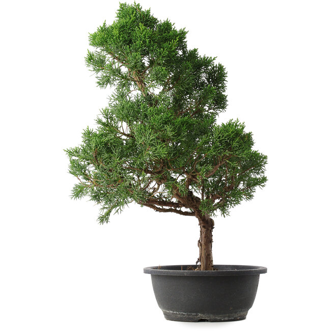 Juniperus chinensis Kishu, 51,5 cm, ± 15 jaar oud