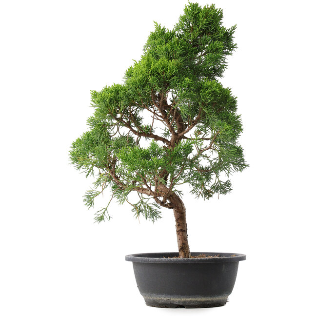 Juniperus chinensis Kishu, 50 cm, ± 15 years old