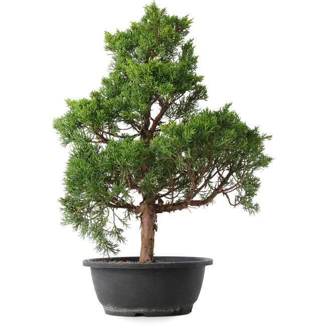 Juniperus chinensis Kishu, 47,5 cm, ± 15 Jahre alt