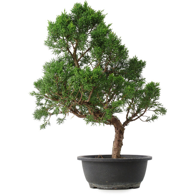 Juniperus chinensis Kishu, 51,5 cm, ± 15 ans
