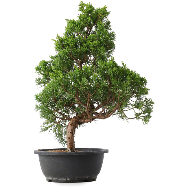 Juniperus chinensis Kishu, 47,5 cm, ± 15 ans