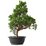 Juniperus chinensis Kishu, 47,5 cm, ± 15 Jahre alt