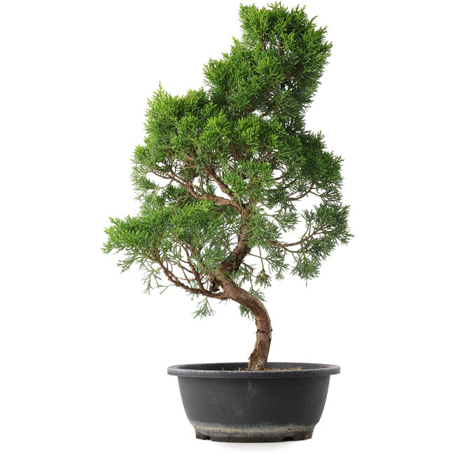 Juniperus chinensis Kishu, 50 cm, ± 15 jaar oud