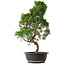 Juniperus chinensis Kishu, 50 cm, ± 15 jaar oud